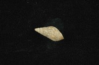流紋蜷藏品圖，第1張